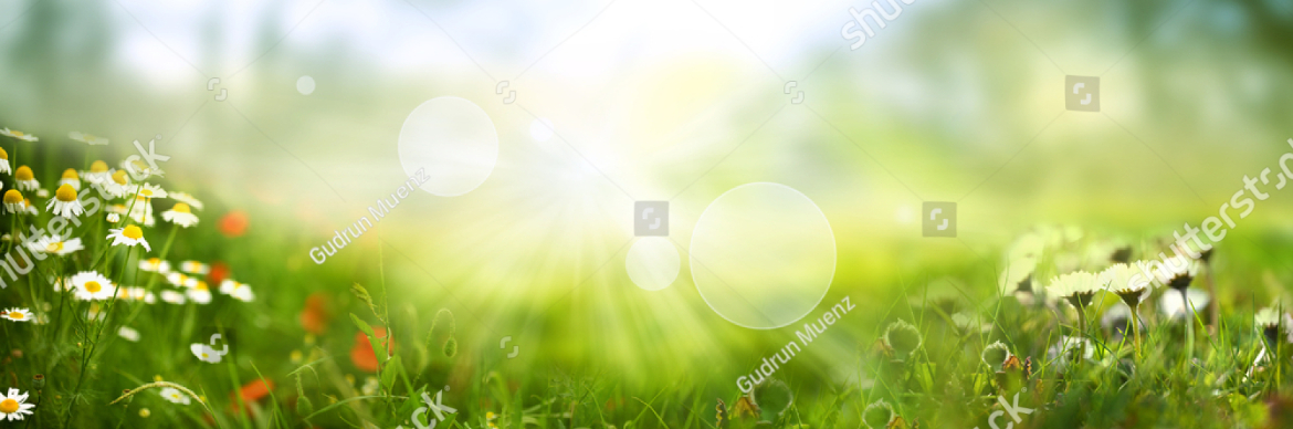 photo-daisy-on-green-sunny-spring-meadow-luminous-blurred-background-with-light-bokeh-and-short-depth-of-1918861937